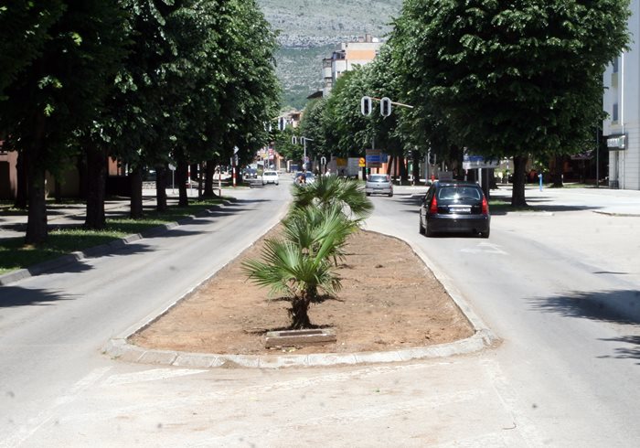 palme trebinje (1).jpg (88 KB)